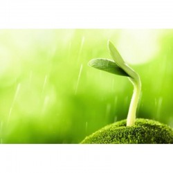 PAPIER GERMINATION 160g/m² 320 x370 MM x 100 FEUILLES