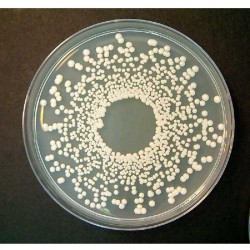 POMME DE TERRE GLUCOSEE GELOSE MILIEU x 500G