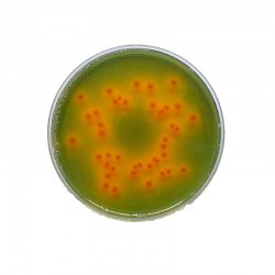 TERGITOL 7 AGAR (Chapman TTC Agar) x 500G